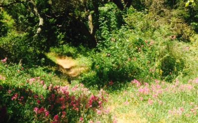 July Newsletter: The In-Between Places