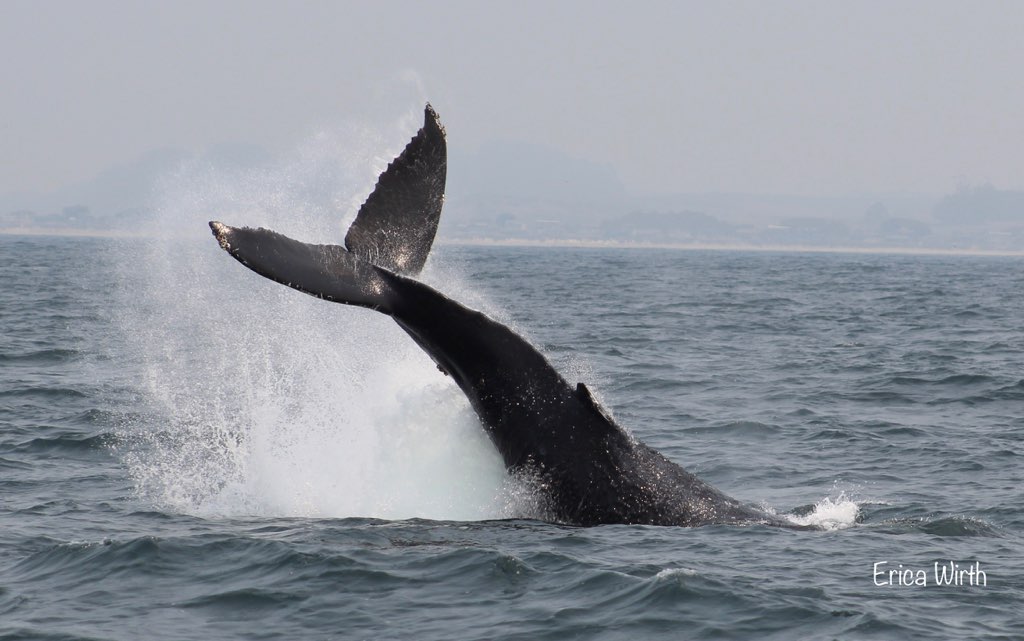A Message from the Whales and Dolphins for October