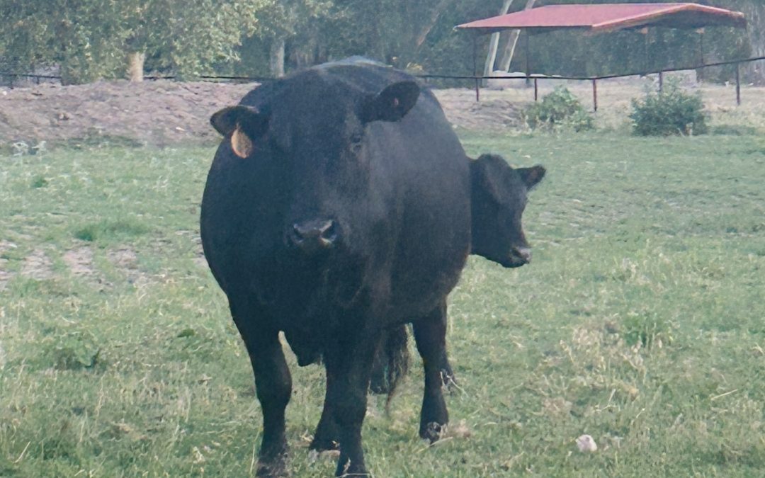 Updates on the Cow Project! (More photos & videos added)🐄💗
