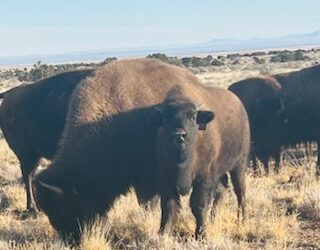Happy Chinese New Year! And a bit about some bison I visited…