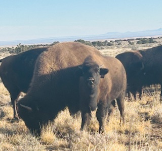Happy Chinese New Year! And a bit about some bison I visited…